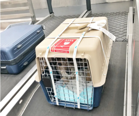 贵阳宠物托运 宠物托运公司 机场宠物托运 宠物空运